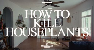 How To Kill Houseplants