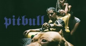 Pitbull
