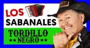 Tordillo Negro