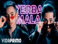 Yerba Mala