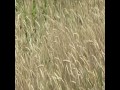 Sway Walking