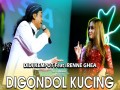 Digondol Kucing