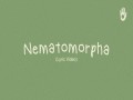 Nematomorpha