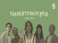 Nematomorpha