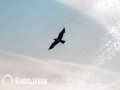 Sham-E Azadi
