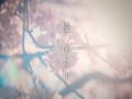 Sakura, Hirari