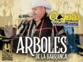 Árboles De La Barranca