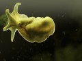 Tentacles