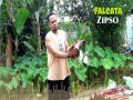 Faleata