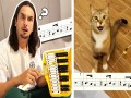 Xylophone Cat
