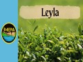 Leyla