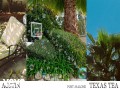 Texas Tea
