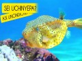 Sei Uchinyepa